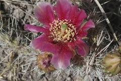 Opuntia polyacantha