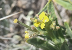 Erysimum asperum