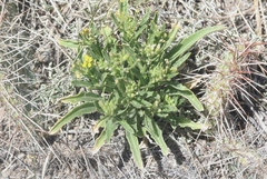 Erysimum asperum