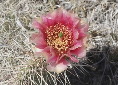 Opuntia polyacantha