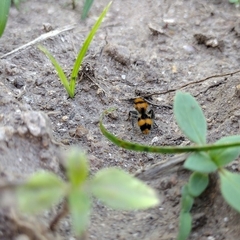 Dasymutilla munifica