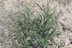 Sophora nuttalliana