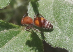 Dasymutilla ursus