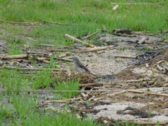 Serpophaga nigricans