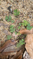Oxalis corniculata