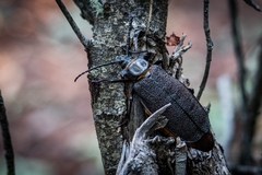 Acanthinodera cumingii