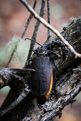 Acanthinodera cumingii