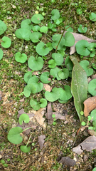 Dichondra carolinensis