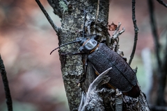 Acanthinodera cumingii