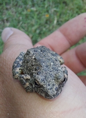Hyla arenicolor