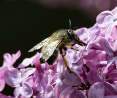 Anthophora plumipes