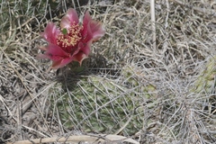 Opuntia polyacantha