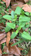 Stachys floridana