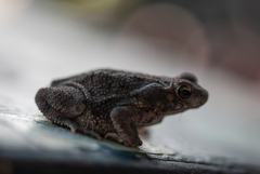 Rhinella humboldti