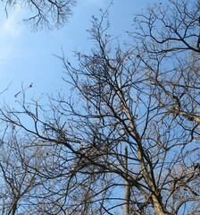 Gleditsia triacanthos