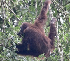 Pongo pygmaeus