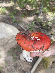 Russula paludosa