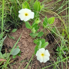 Thunbergia atriplicifolia
