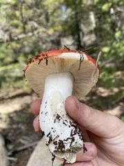 Russula paludosa
