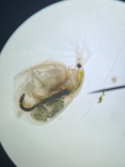 Simocephalus mixtus