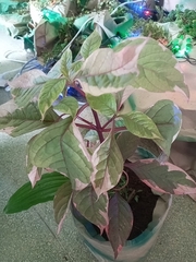 Graptophyllum pictum