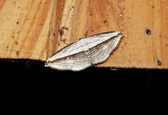 Arcobara tergeminaria