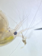 Simocephalus mixtus