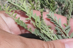 Sophora nuttalliana