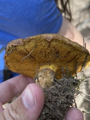 Suillus tomentosus