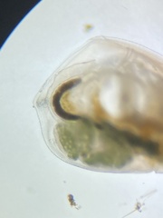Simocephalus mixtus
