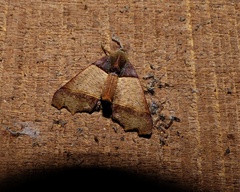 Pero polygonaria