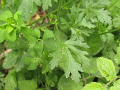 Modiola caroliniana