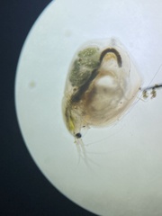 Simocephalus mixtus