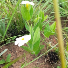 Thunbergia atriplicifolia