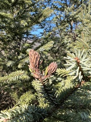 Picea mariana