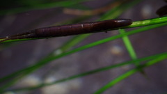 Pentidotea kirchanskii