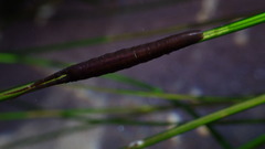 Pentidotea kirchanskii