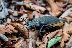 Acanthinodera cumingii