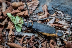 Acanthinodera cumingii