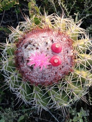 Melocactus curvispinus