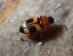 Poecilocrypticus formicophilus