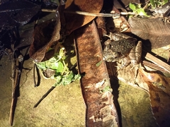 Limnonectes microdiscus