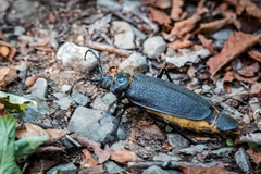 Acanthinodera cumingii