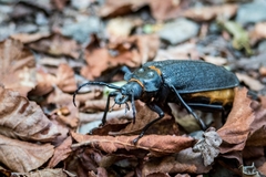 Acanthinodera cumingii