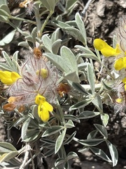 Dalea jamesii