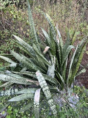 Sansevieria