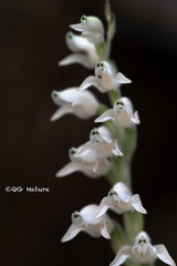 Goodyera schlechtendaliana