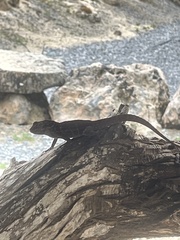 Anolis lineatus