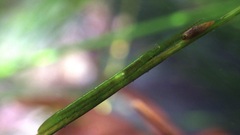 Pentidotea kirchanskii