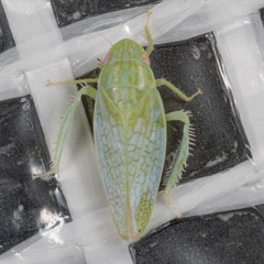 Gyponana